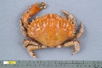 藏品(燦爛滑面蟹)的圖片